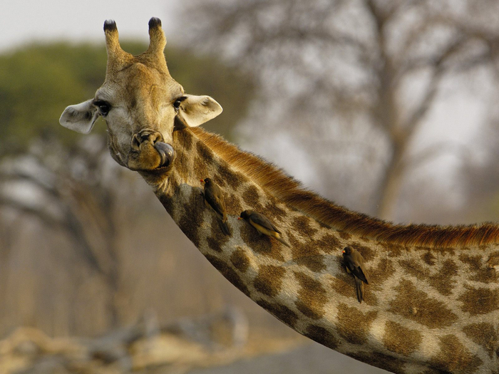 Image_0029.Nosey_Giraffe (700x525, 361Kb)