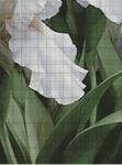   (4) IL-013       White Irise Elegance I (518x700, 347Kb)