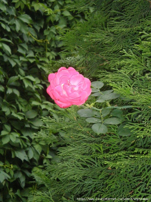 P8290396 (525x700, 272Kb)
