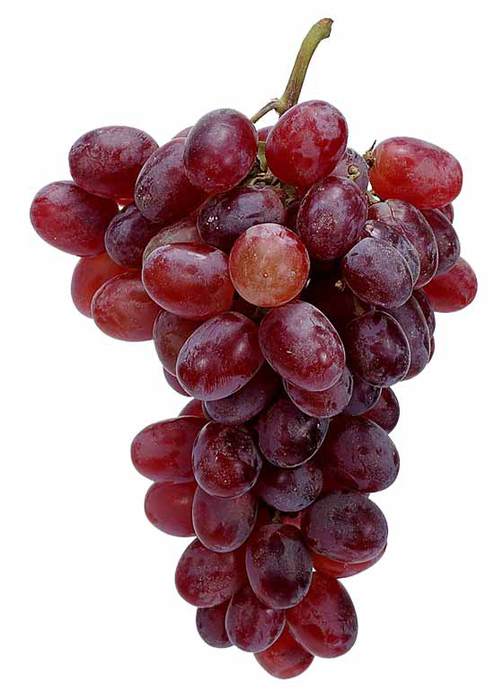 resverotrol-560 (503x700, 38Kb)