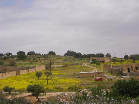 libya-farm (461x346, 55Kb)