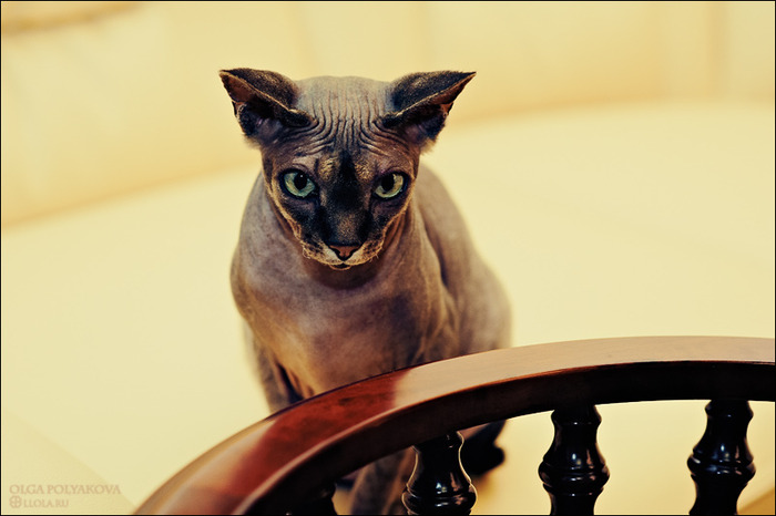813321_DSC_7393 (700x466, 71Kb)