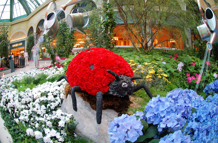 All sizes  Bellagio Garden  Flickr - Photo Sharing! (700x461, 917Kb)