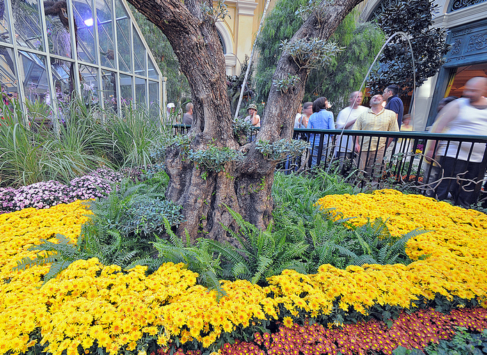All sizes  Bellagio Gardens Las Vegas  Flickr - Photo Sharing! (700x510, 1026Kb)