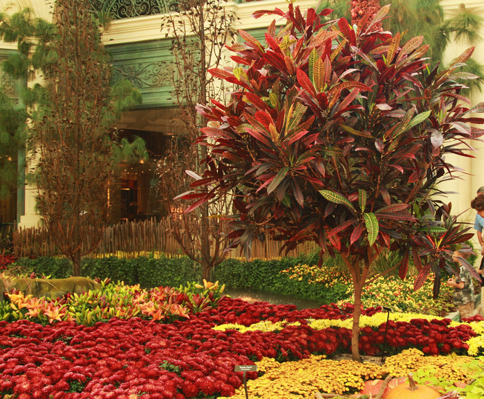All sizes  2008 Hallowen-Bellagio Botanical Garden, Las Vegas  Flickr - Photo Sharing! (700x578, 1121Kb)