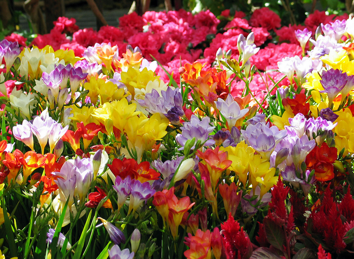 All sizes  Bellagio spring garden  Flickr - Photo Sharing! (700x512, 983Kb)