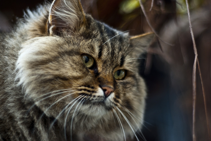 DSC_22441 (700x468, 224Kb)