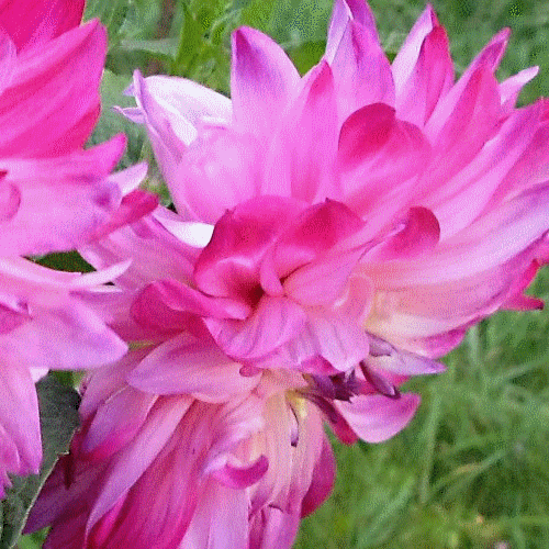 ����� (500x500, 1404Kb)