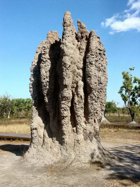 termites37-465x620 (465x620, 116Kb)