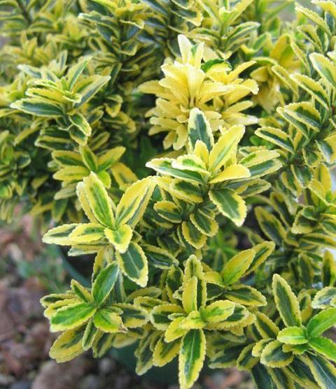 2222299_euonymus_japonica1_1 (480x557, 62Kb)