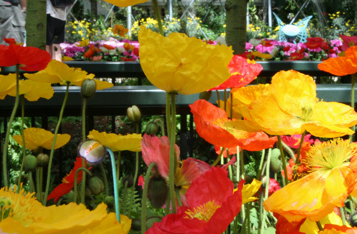 79799934_All_sizes__Bellagio_Poppies__Flickr__Photo_Sharing (700x460, 877Kb)