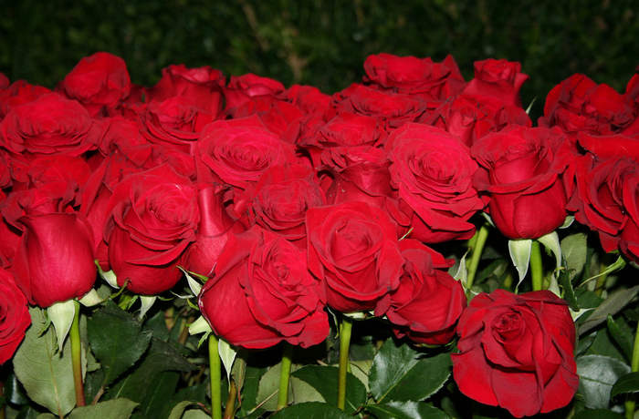 79800329_All_sizes__Roses_are_Red__Flickr__Photo_Sharing (700x460, 799Kb)