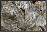  weathering-wood-texture (500x340, 84Kb)