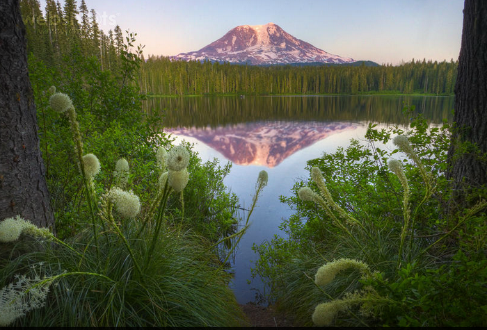 Proshots - Bear Grass, Mount Adams, Washington - Professional Photos (700x475, 811Kb)