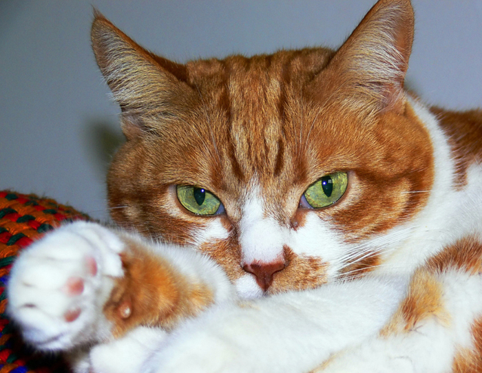 - , animals cats by cirus/1321105874_animals_cats_by_cirus (700x542, 382Kb)