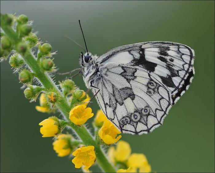    flowers butterfly /1321112043_flowers_butterfly (700x563, 54Kb)