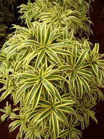 Dracaena song of I1ndia  (150x200, 39Kb)