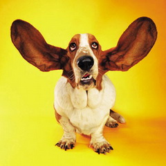 active_listening (240x240, 20Kb)