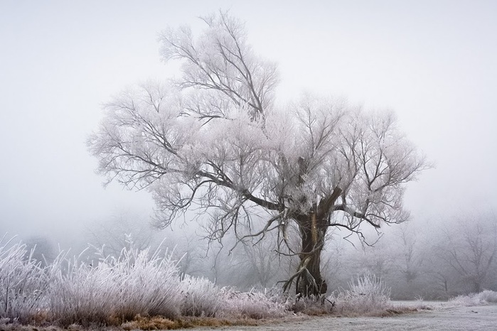 frost-1 (700x466, 105Kb)