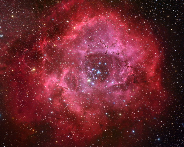 Long Stem Rosette1 (640x512, 139Kb)