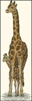  Dimensions_13665_Giraffe Mother and Baby (200x628, 101Kb)
