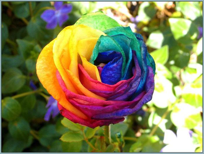 Multicolored_Rose_by_LilyStox (700x528, 54Kb)