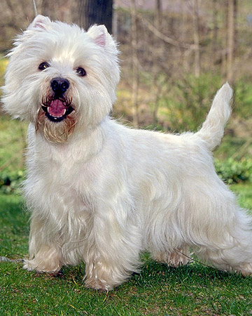 West_Highland1_White_Terrier (360x450, 65Kb)