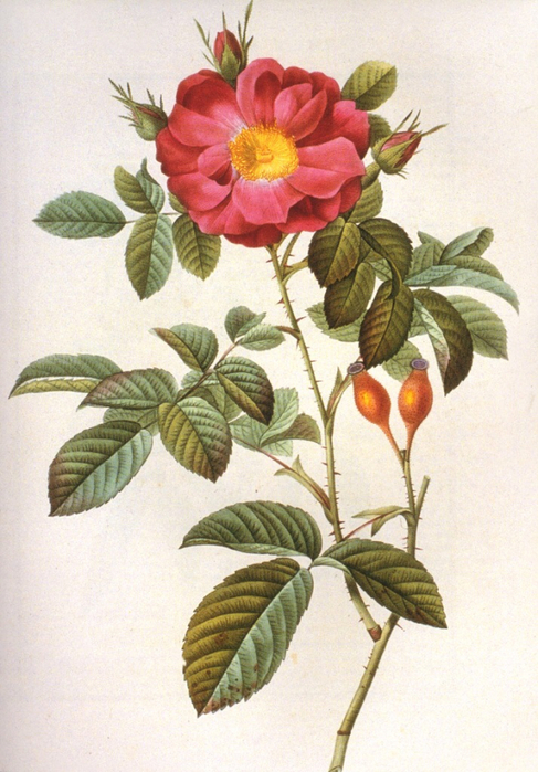 Rosa damascena (487x700, 411Kb)