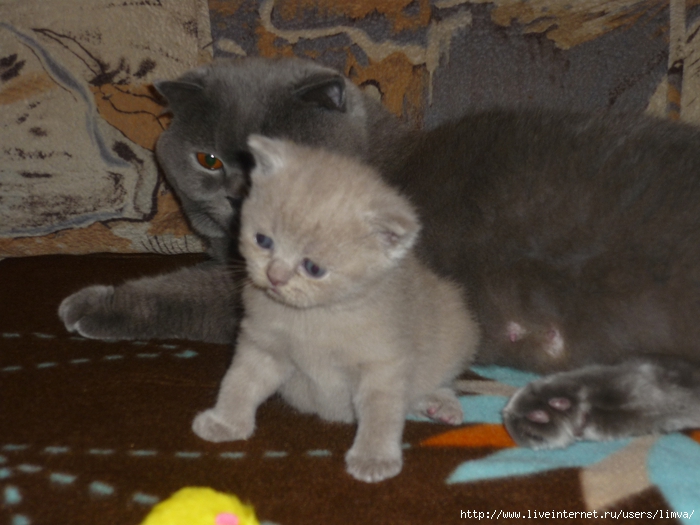 P1110319 (700x525, 232Kb)