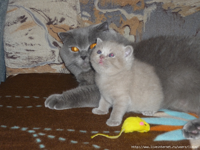 P1110327 (700x525, 298Kb)