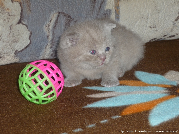 P1110359 (700x525, 321Kb)