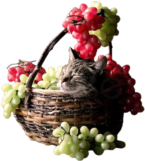 61692760_CatInBasketOfGrapesLM (493x547, 365Kb)