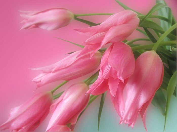 19816162_tulips_001 (700x525, 60Kb)
