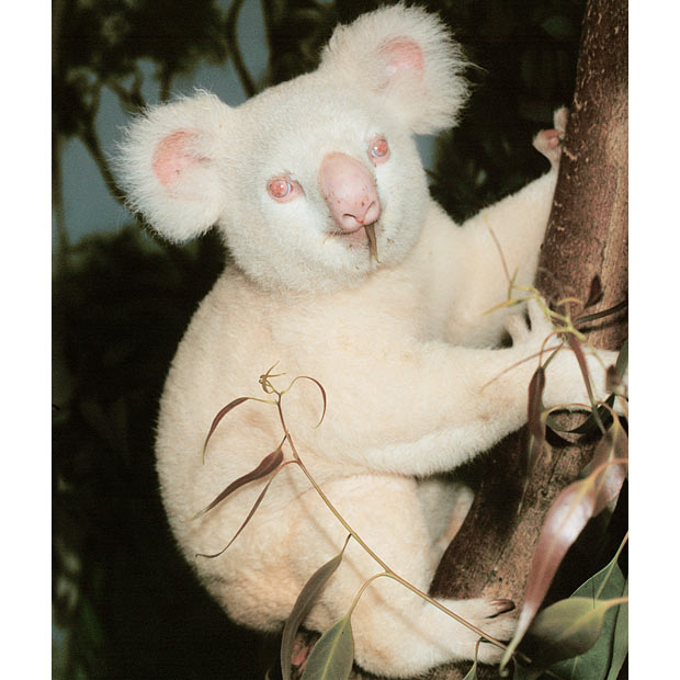 2778550_albino_koala (620x620, 64Kb)