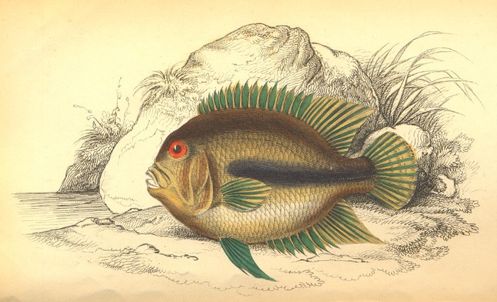 Jardine, Sir William 5 (700x425, 110Kb)