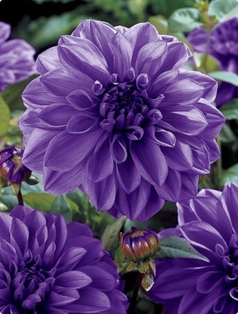 1287945548_dinner-plate-dahlia-lilac-time (341x450, 35Kb)