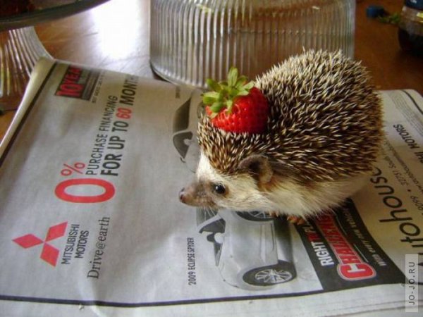 1321536977_1321486488_these_funny_animals_842_07 (600x450, 56Kb)