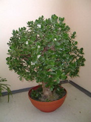 2009120500247_839_  (180x240, 19Kb)
