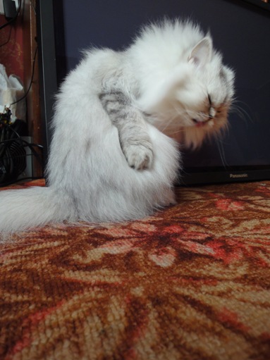 DSC08650-1 (383x511, 67Kb)