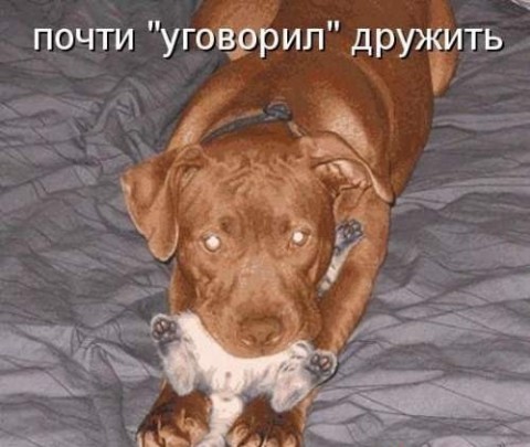 1321171911_animals_1[1] (480x405, 49Kb)