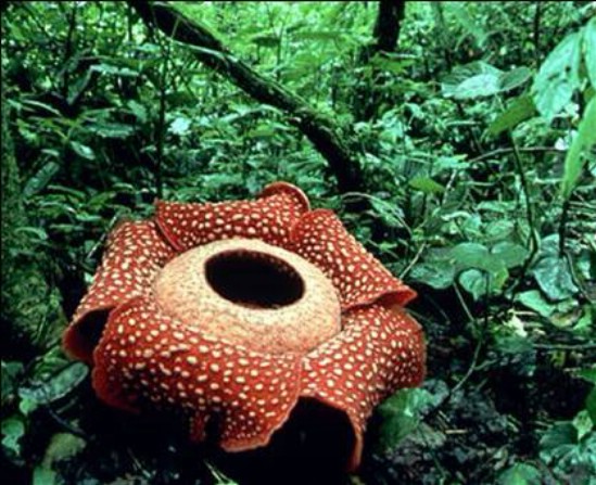 largest_flower_07 (549x447, 92Kb)