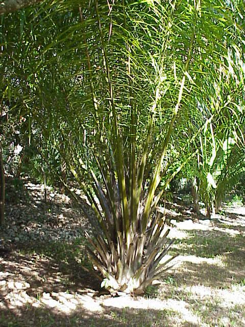 elaeis_guineensis0 (480x640, 106Kb)