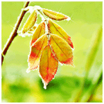 Frosty_leaves_ (150x150, 27Kb)