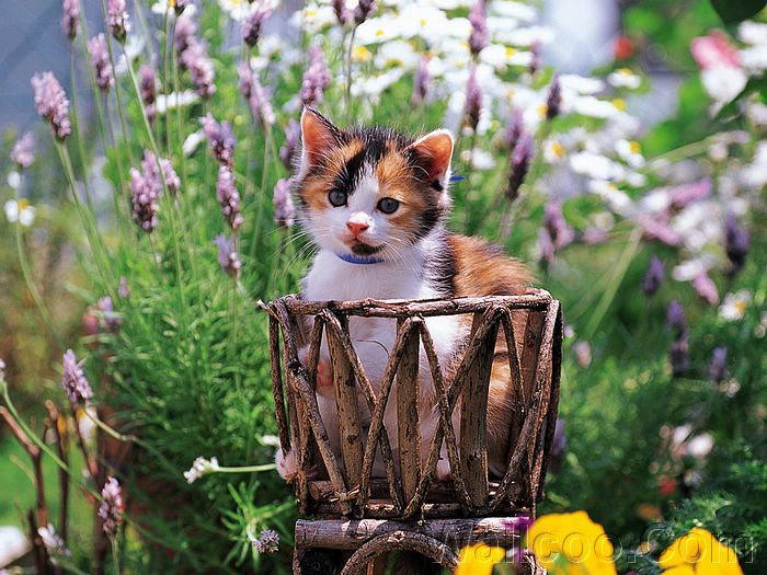2795685_Kitten_in_garden_kitten_MIL56037 (700x525, 93Kb)
