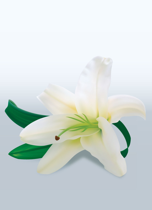 lily (505x700, 102Kb)