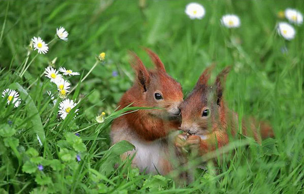 animal_0034 (599x383, 59Kb)