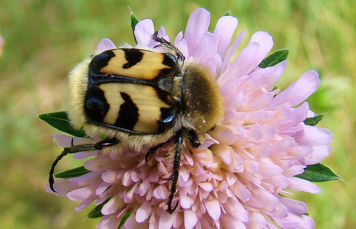   (Trichius fasciatus) (3) (700x451, 165Kb)