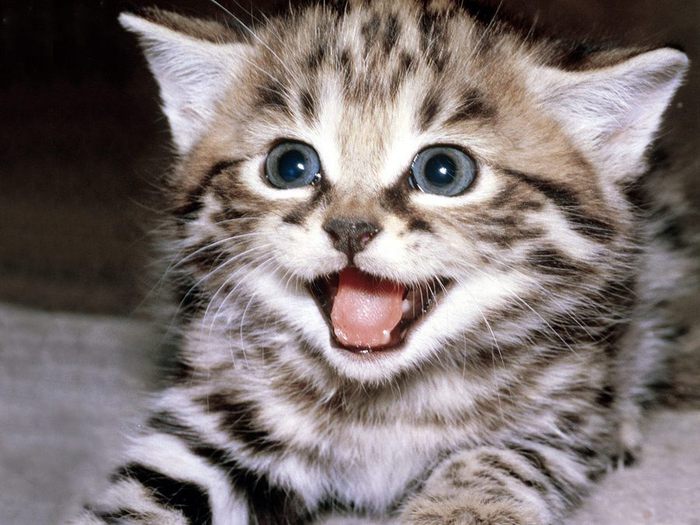 Wanna Play  (700x525, 73Kb)