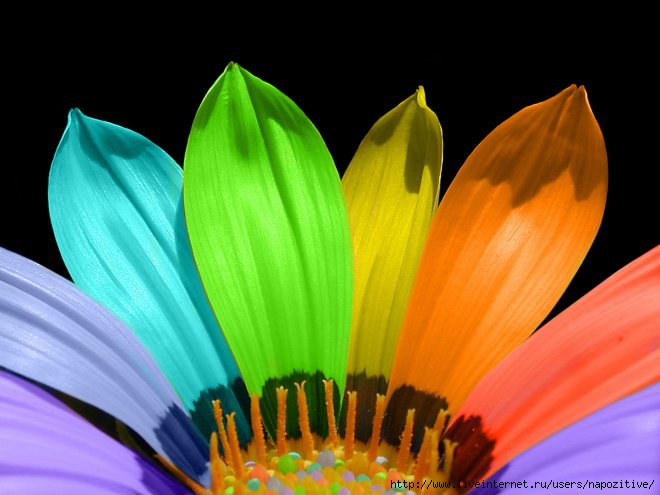 1298536420_rainbow_flower (660x495, 135Kb)