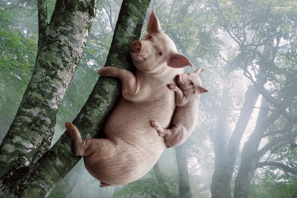 4016659_80483685_pfizeranimalhealth1 (600x401, 64Kb)